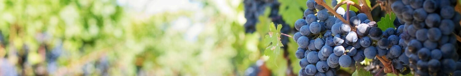 route-des-vins